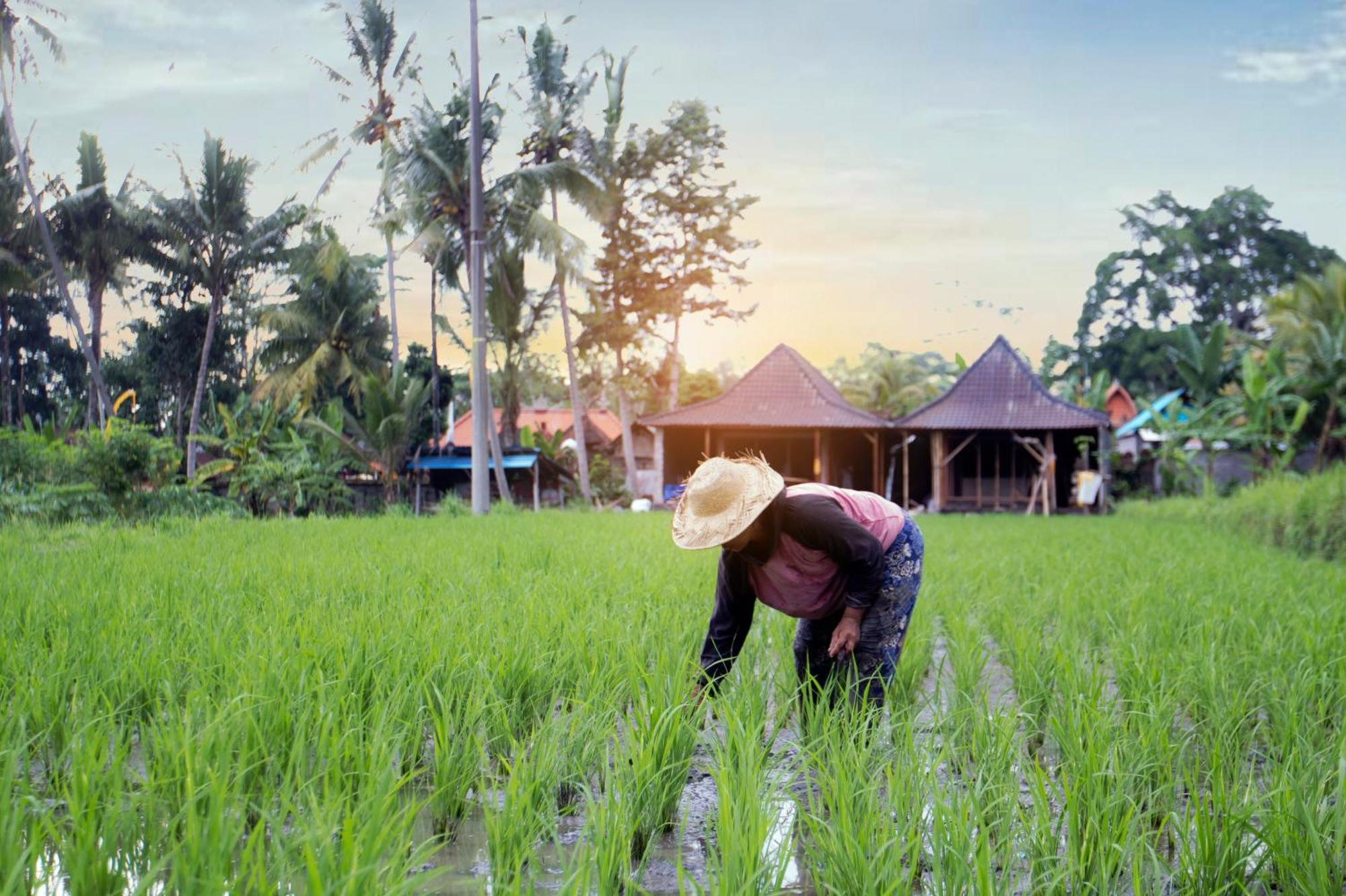 Senja D'Ubud Guest House Exterior photo